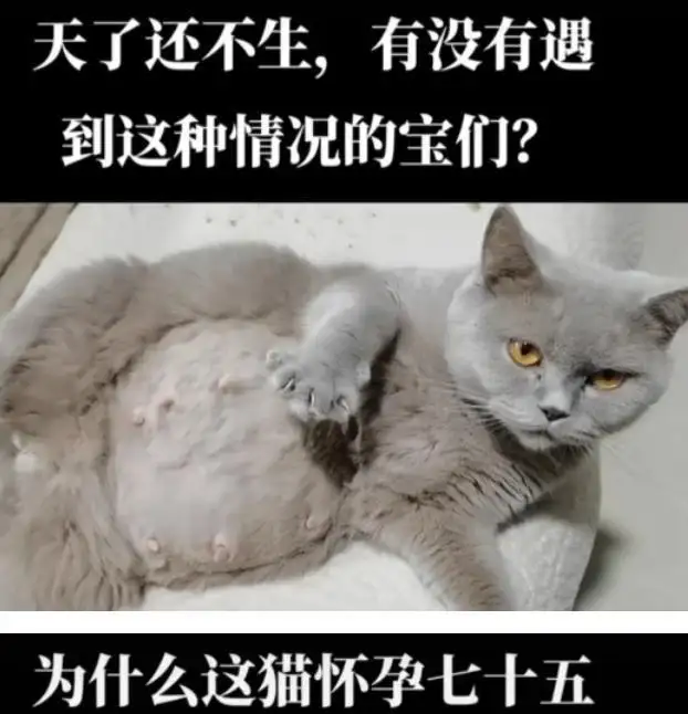 猫咪怀孕几个月生孩啊(猫咪怀孕几个月才能生宝宝)