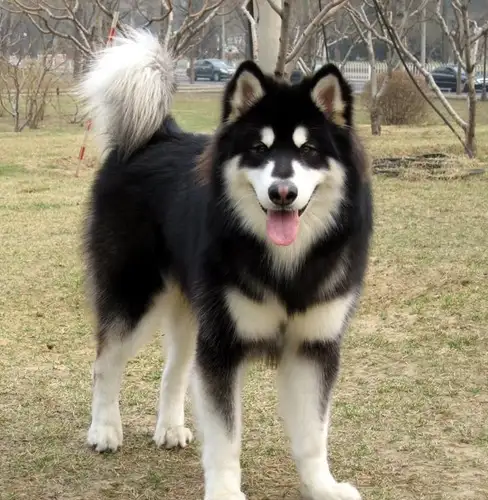 纯正阿拉斯加雪橇犬(真正的阿拉斯加雪橇犬)