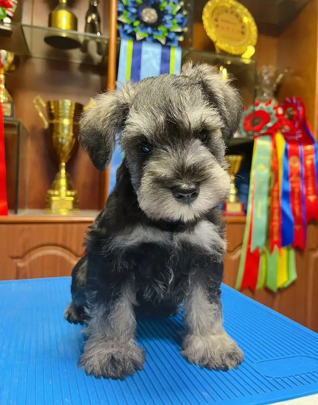 迷你雪纳瑞犬图片(迷你雪纳瑞犬图片 幼犬)