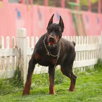 杜宾犬价钱(杜宾犬小狗价格)