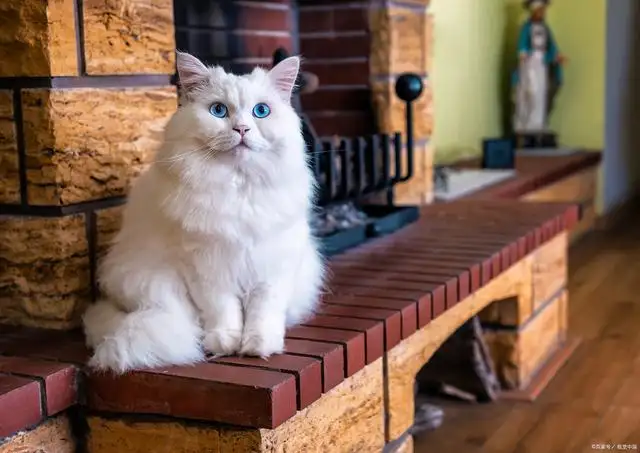 处女座养什么猫最好(处女座适合养什么宠物猫)