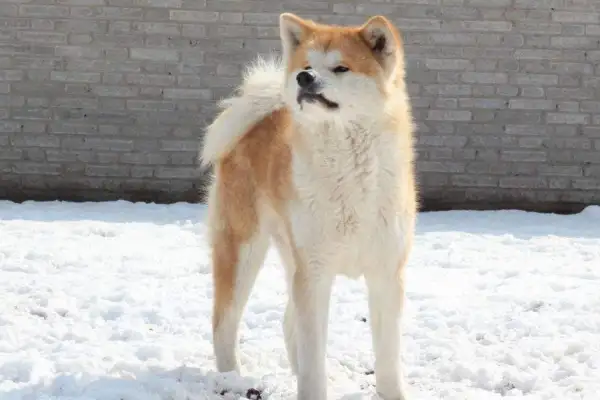 秋田犬是不是就是柴犬(秋田犬是不是就是柴犬狗)