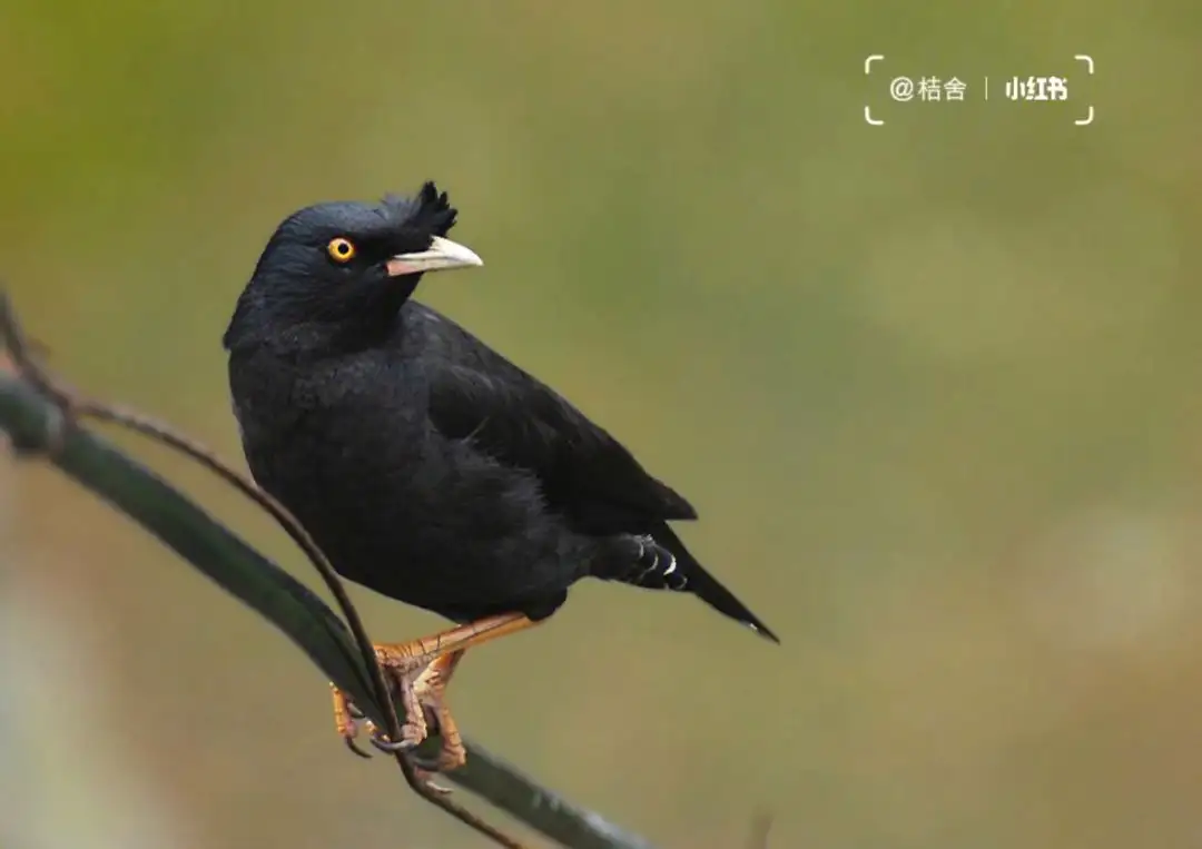 八哥喜欢吃什么食物最好(八哥最喜欢吃的食物是什么)