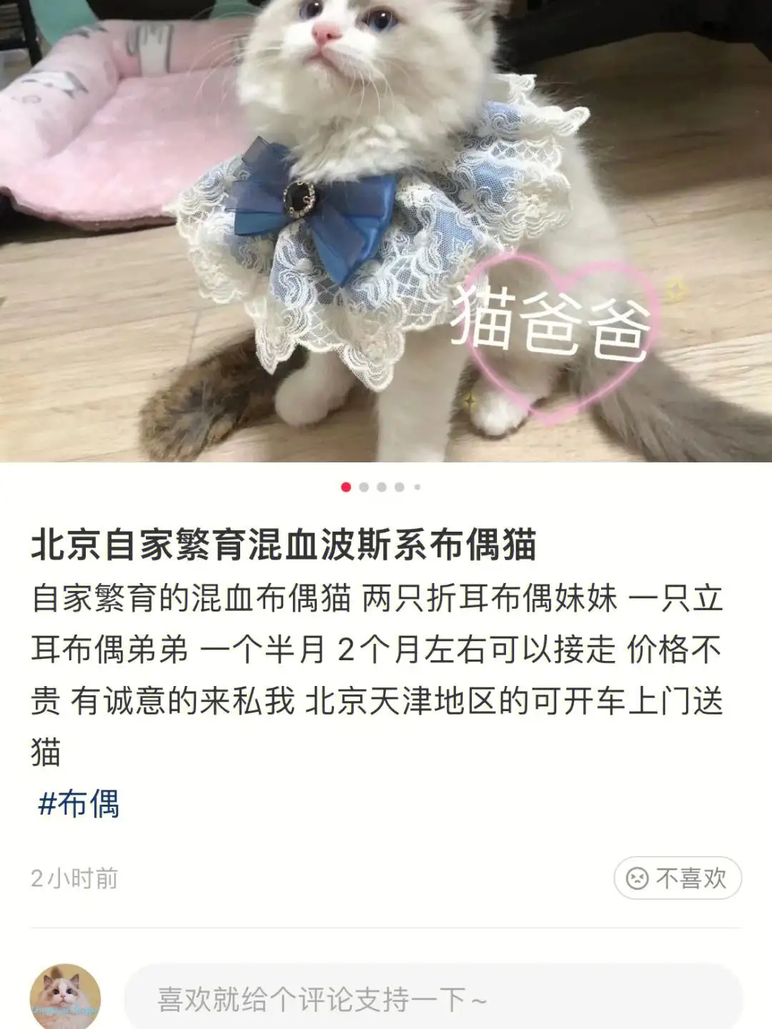 布偶猫配种表(布偶猫配种公式)