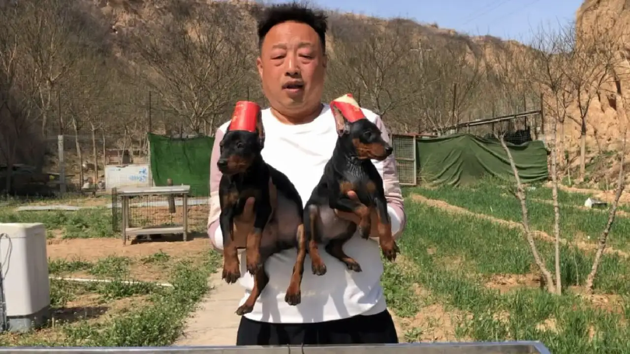 杜宾犬价钱(杜宾犬小狗价格)