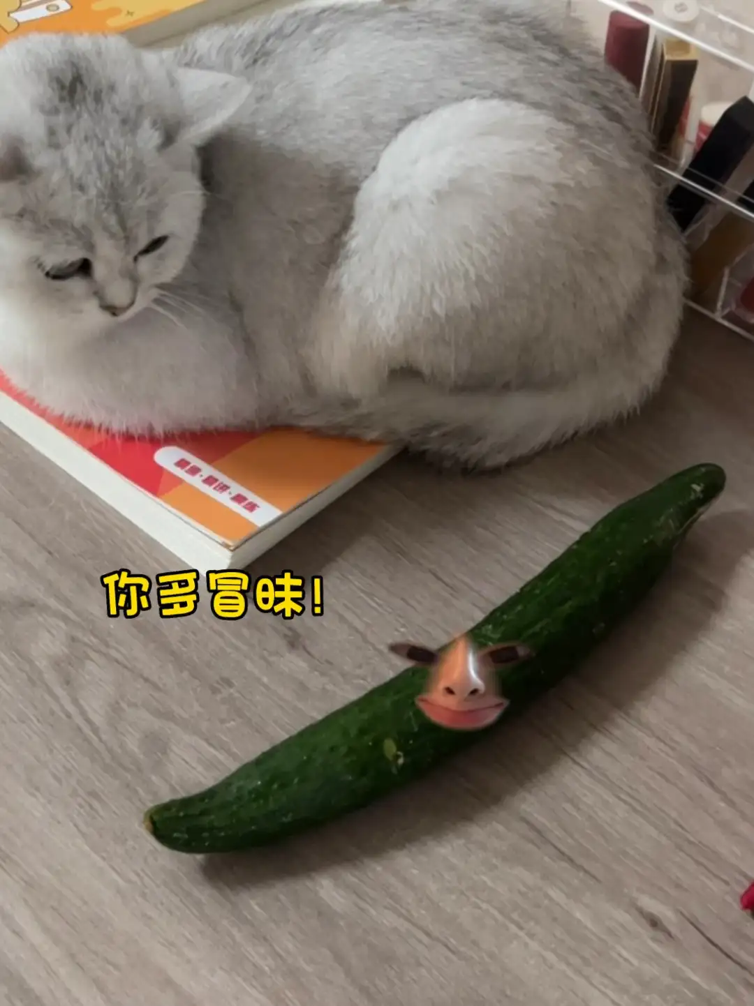 猫为何害怕黄瓜(为什么猫那么怕黄瓜)