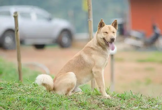 我想养一只中华田园犬(我想养一只中华田园犬作文二年级)