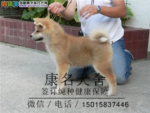 佛山哪里有卖秋田犬(柴犬为什么被列为禁犬)