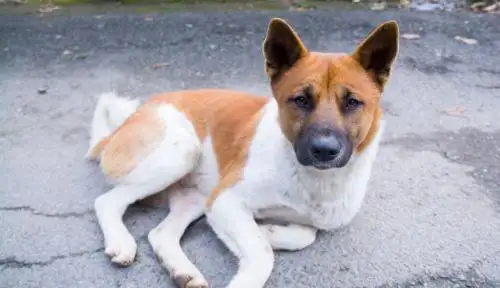 中华田园犬最低多(中华田园犬最大可以养到多少斤)