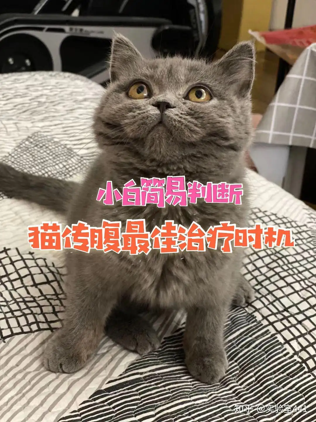 应激猫传腹症状(应激引起的猫传腹会传染吗)