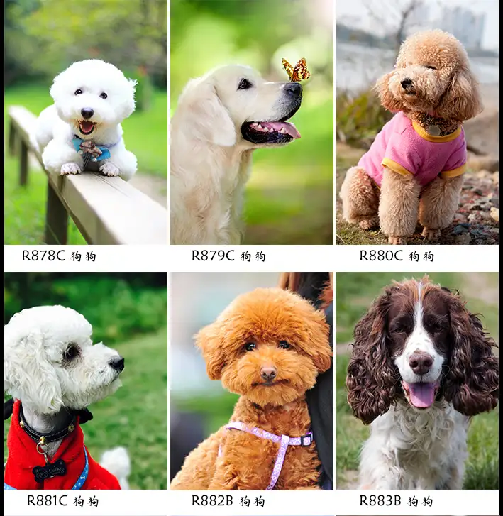 贵宾犬和泰迪的价格(贵宾犬和泰迪的价格对比)