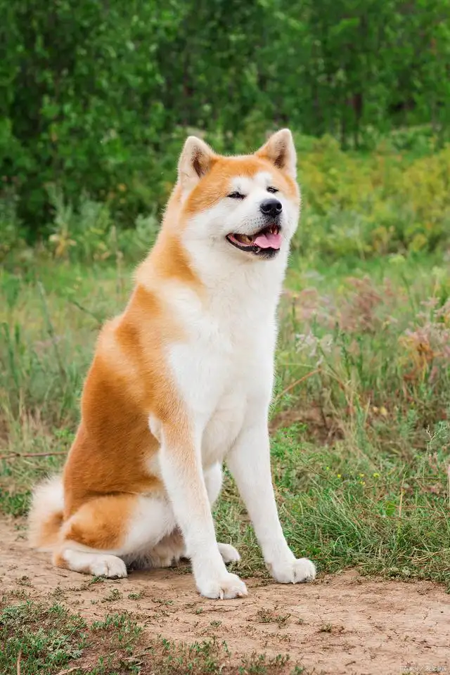 秋田犬怎么训练它听话(秋田犬怎么训练它听话呢)