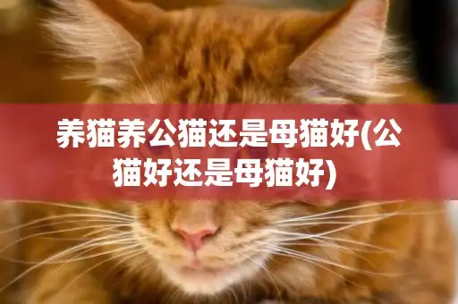 公猫好母猫好(公猫好母猫好养)