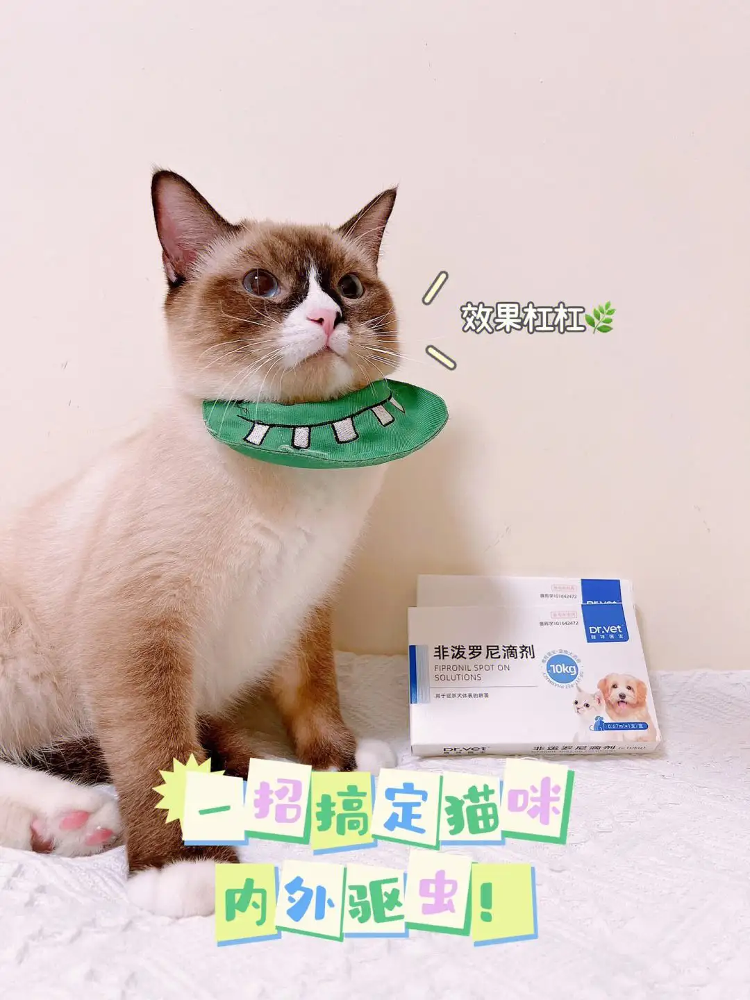 给猫咪驱虫去宠物店体内驱虫一次多少钱(给猫咪驱虫去宠物店体内驱虫一次多少钱啊)