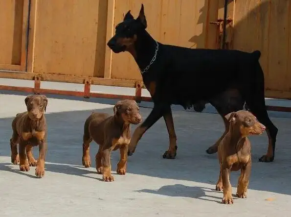 宾莎犬价格(宾莎犬价格多少钱一只幼犬)