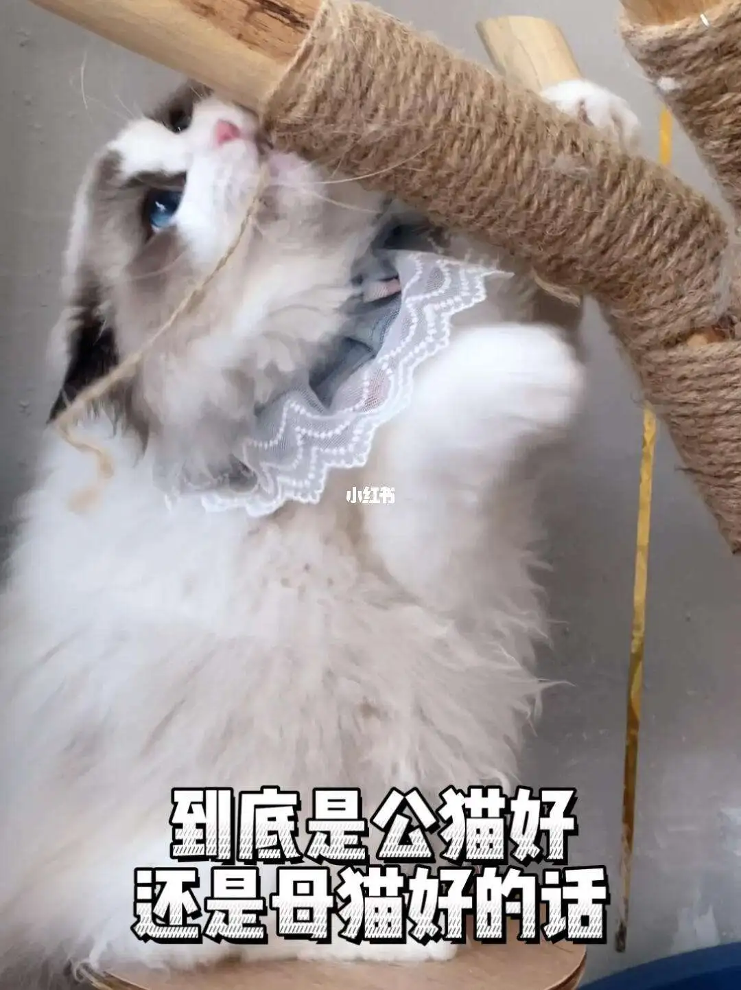 布偶猫是养公猫好还是母猫好(布偶猫是公的好养还是母的好养)