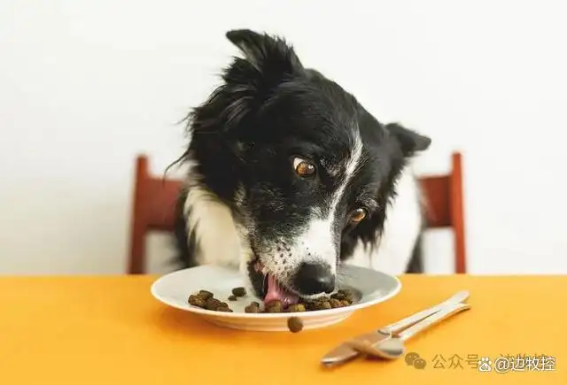 边境牧羊犬喂养方法(边境牧羊犬的喂养方法)