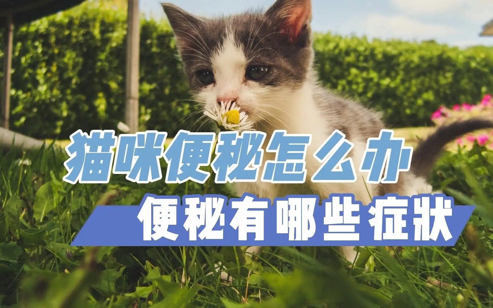 猫咪便秘怎么解决(猫咪便秘怎么办猫咪便秘怎么解决)