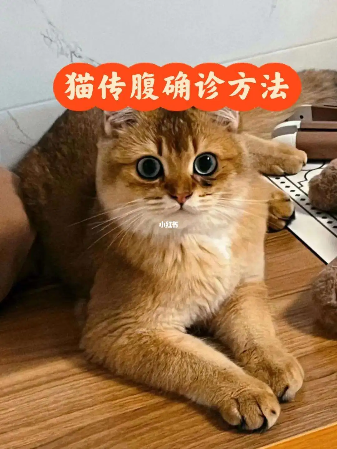 猫传腹大猫会得吗(大猫传腹会传染小猫吗)