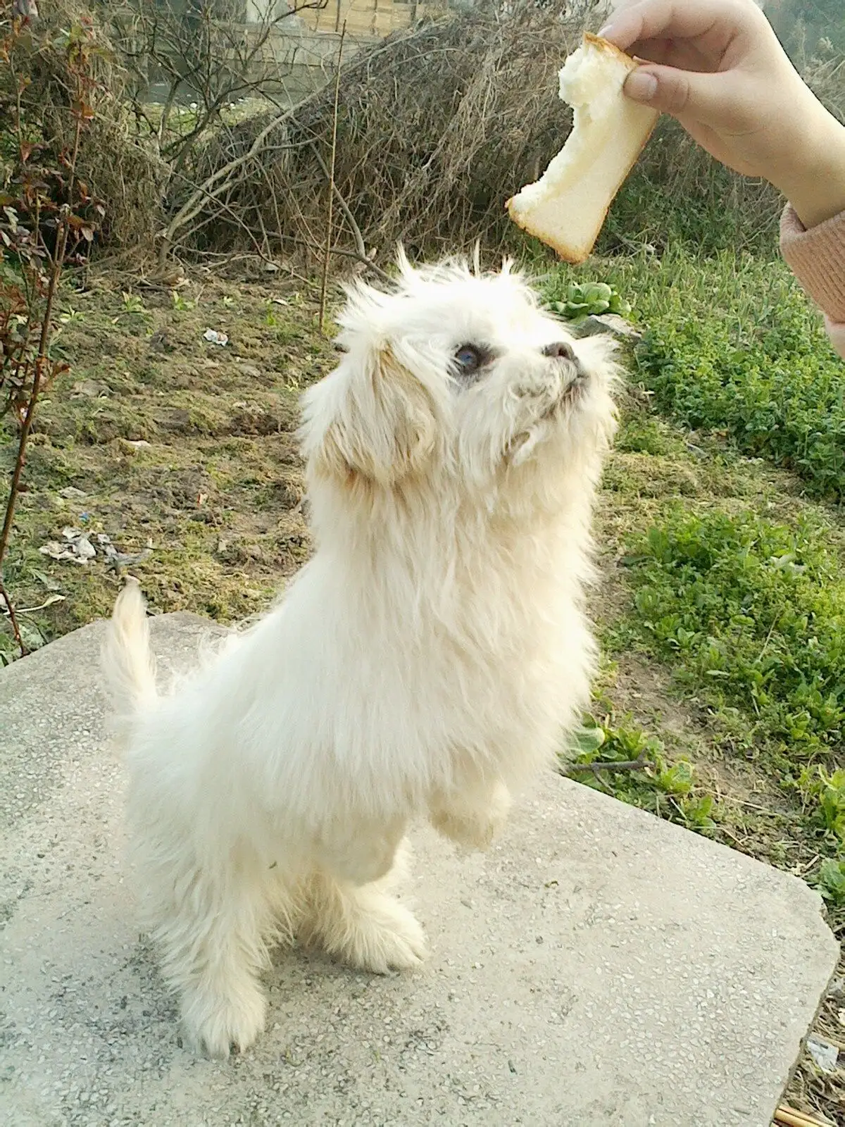 长毛狗小型犬(长毛狗小型犬有哪些品种)