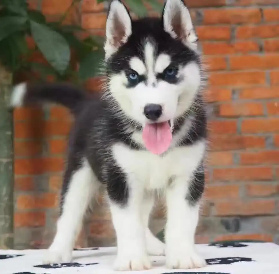 怎么挑选哈士奇幼犬(怎么挑选哈士奇幼犬图片)