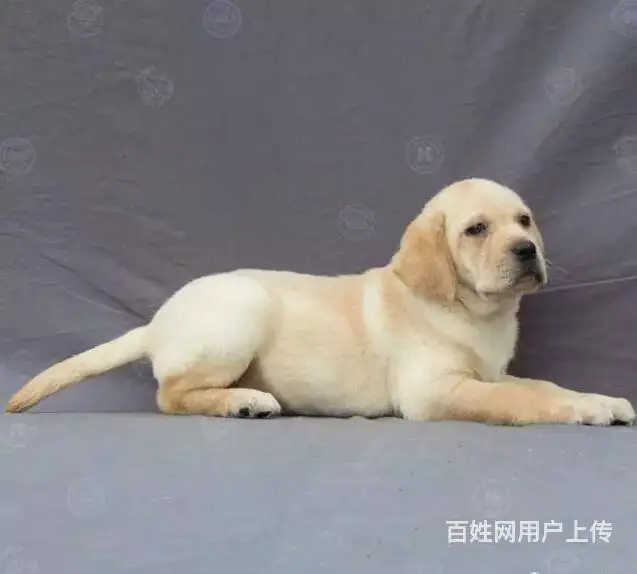 拉布拉多犬多少钱一只犬(拉布拉多犬多少钱一只纯种)