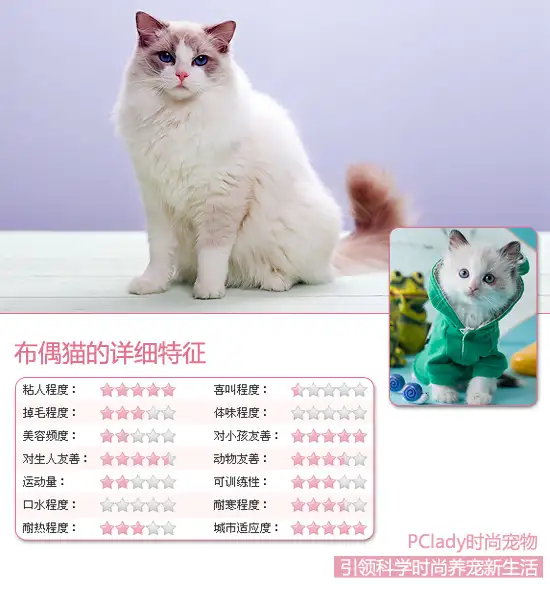 布偶猫幼崽多少钱一只?(布偶猫幼崽多少钱一只欧洲)