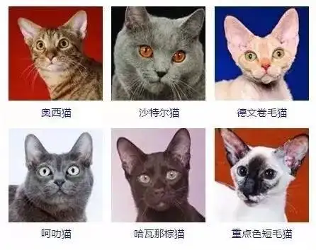 猫品种推荐(猫有哪些品种带图片 名字)