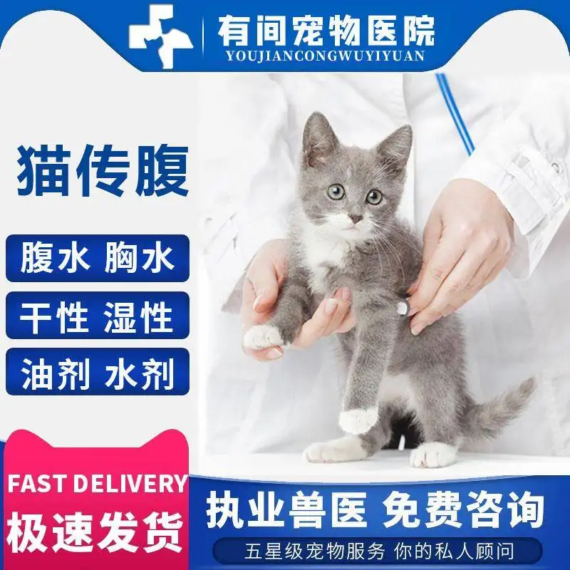 猫传腹就是腹膜炎吗(猫传腹和腹膜炎一样的么)