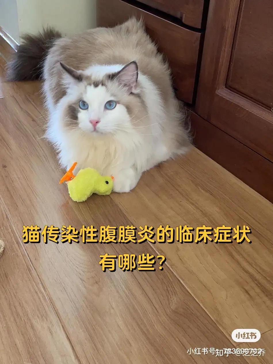 猫传腹就是腹膜炎吗(猫传腹和腹膜炎一样的么)