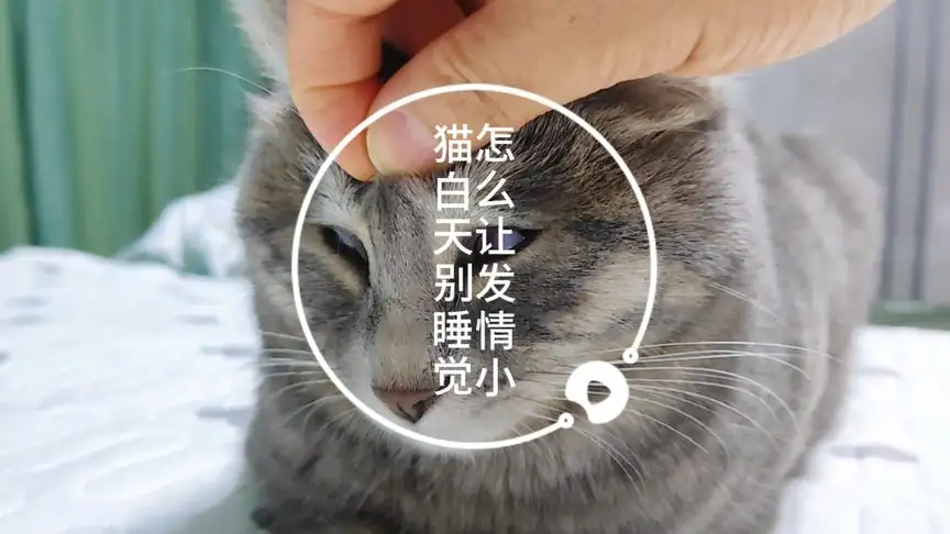 猫咪怀孕发情(猫咪怀孕发情是从哪天开始)