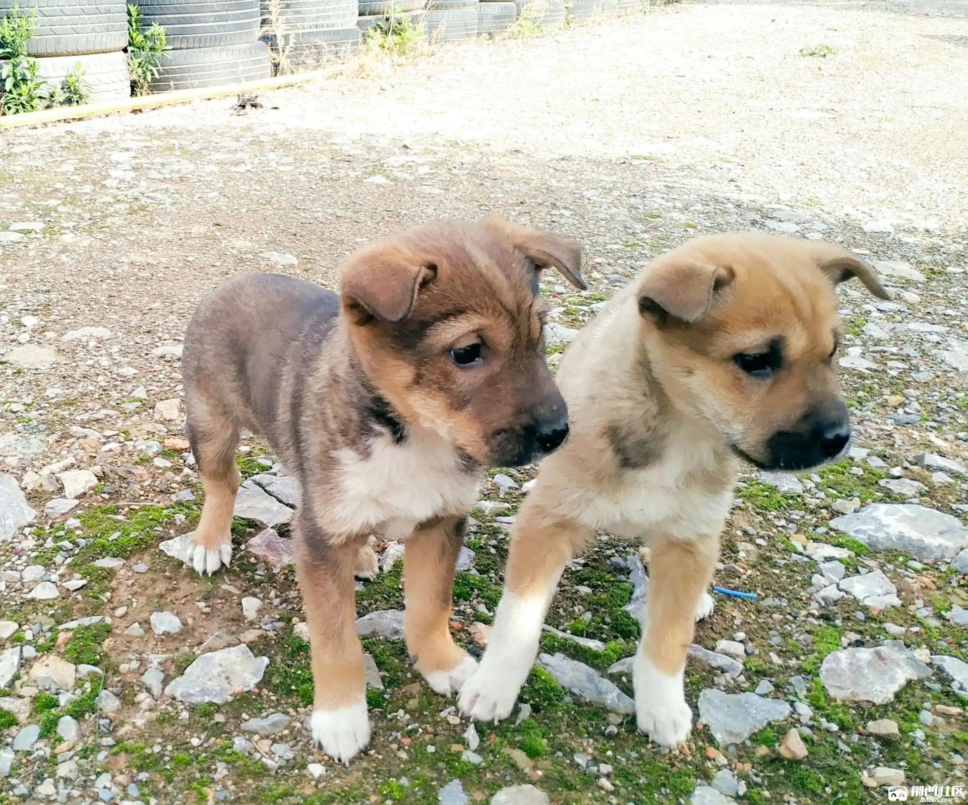 拉布拉多犬当土狗喂养(拉布拉多犬当土狗喂养怎么样)