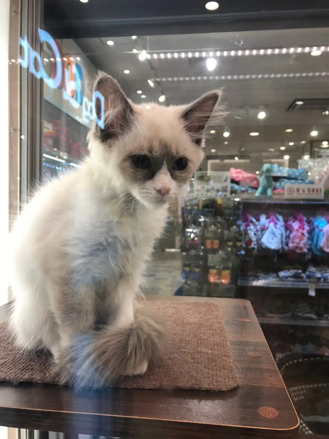 宠物店的猫猫多少钱一只(宠物店的猫大概多少钱一只)