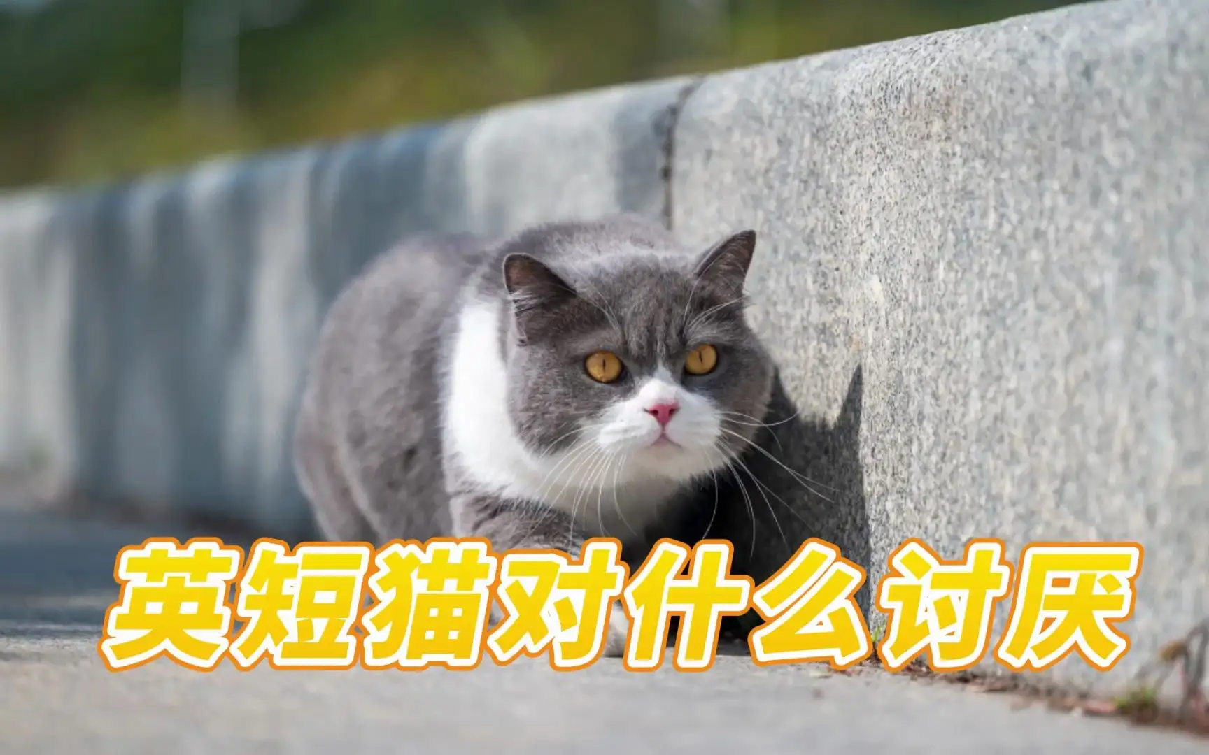 猫最讨厌什么(猫最讨厌什么气味)