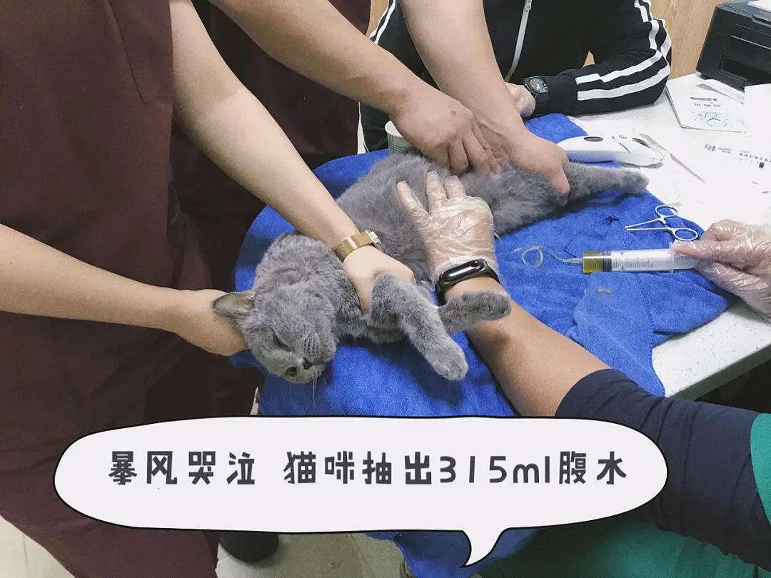 猫传腹怎么确定(猫传腹怎么确定药没用)