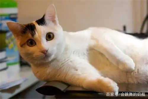 猫的品种短尾(猫的品种短尾是什么猫)