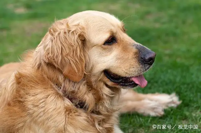 哪种小型犬听话又好养(什么小型犬最听话脾气好)