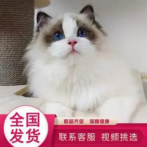 波斯猫是不是布偶猫(波斯猫是不是布偶猫的一种)