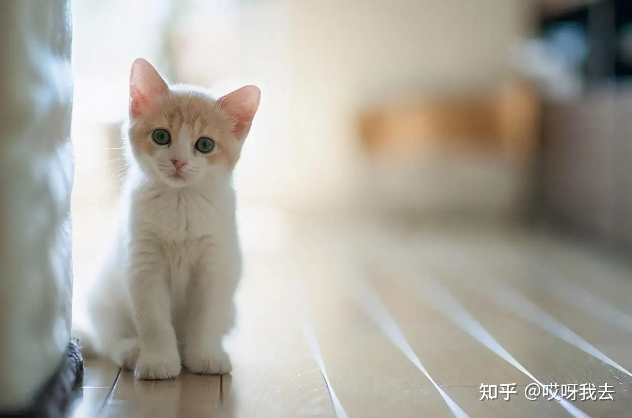 养猫对人有什么好处(养猫对人有什么好处呢)