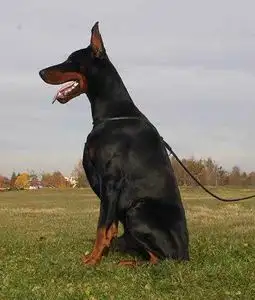 北京纯种杜宾犬多少钱(北京杜宾犬可以办犬证吗)