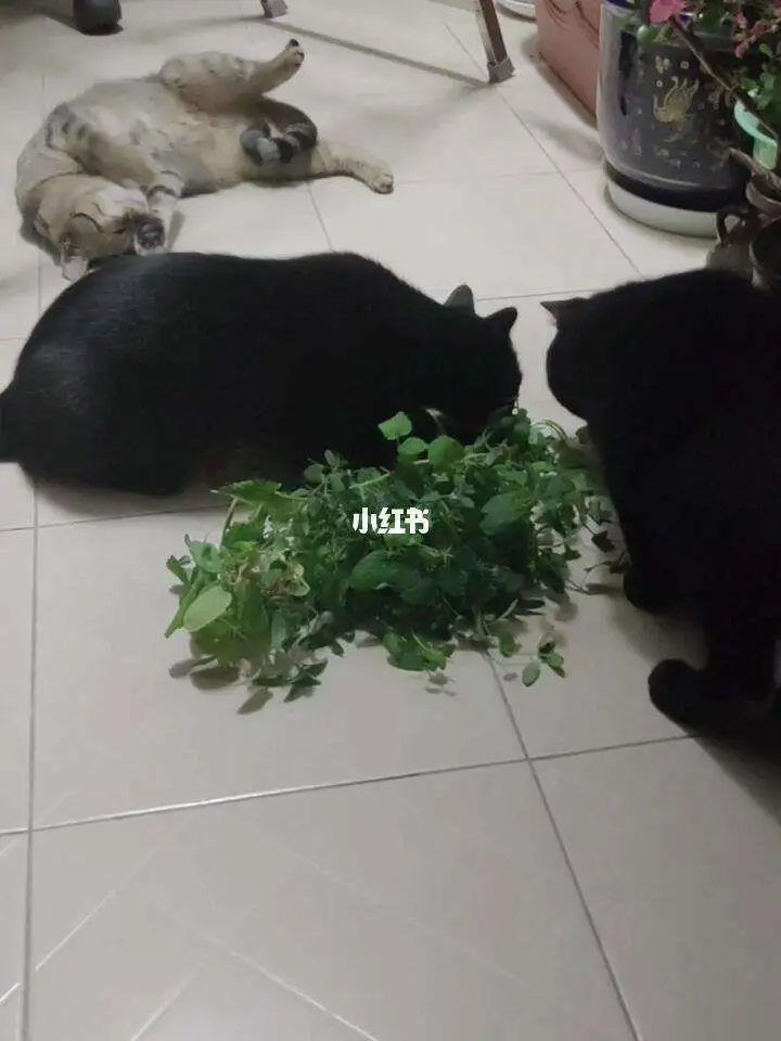 小猫多大可以用猫薄荷(小猫多大可以用猫薄荷洗澡)