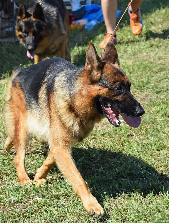 中型犬排名前十名(中型犬排名前十名有哪些)