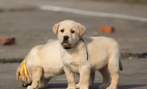 养一只拉布拉多犬一年要多少钱(我想养一只拉布拉多狗你能帮我算一下需要多少钱吗)