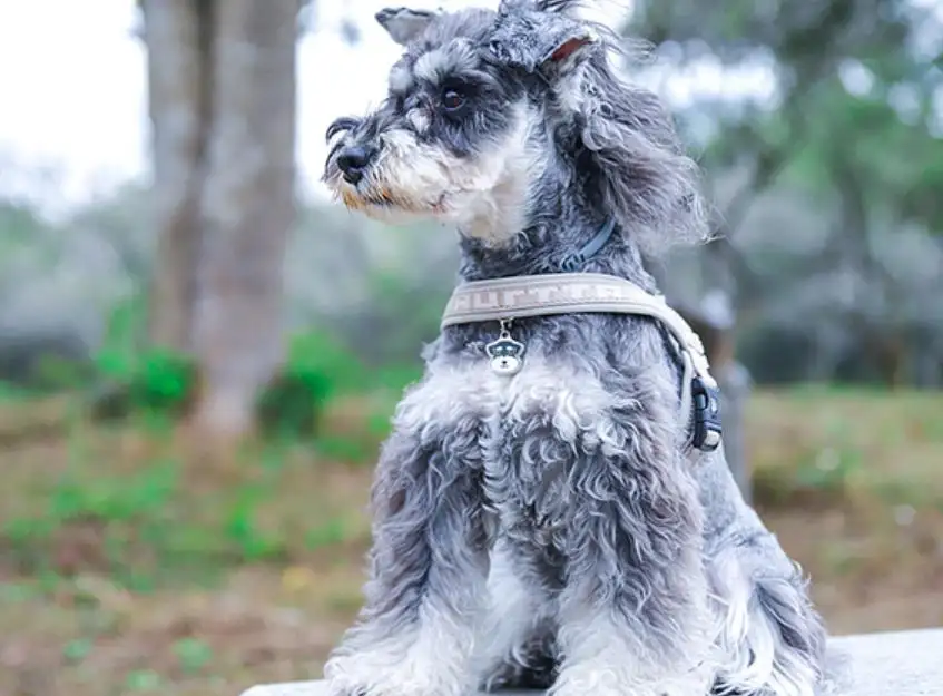 雪纳瑞智商怎么样(雪纳瑞智商相当于人的几岁)