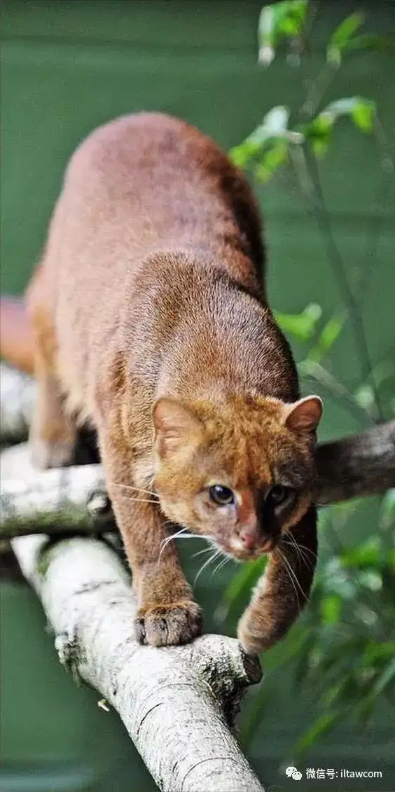 体型小猫品种(哪种猫体型比较小)