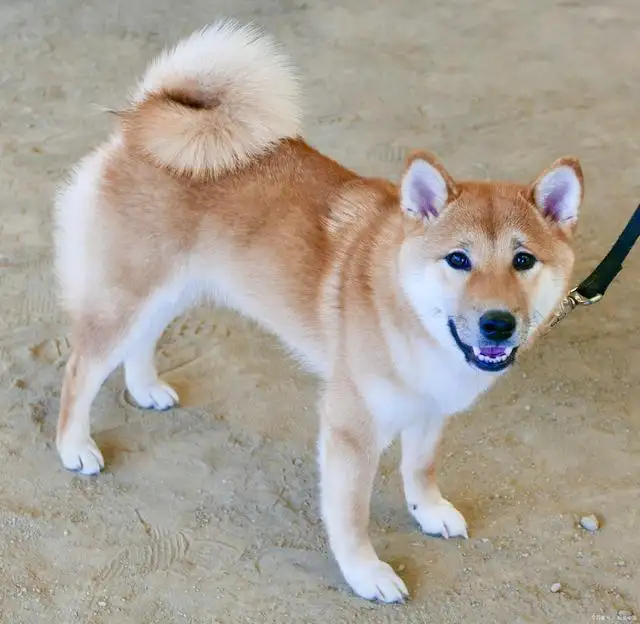 忠犬八公是秋田犬吗(忠犬八公的故事中的秋田犬图片)