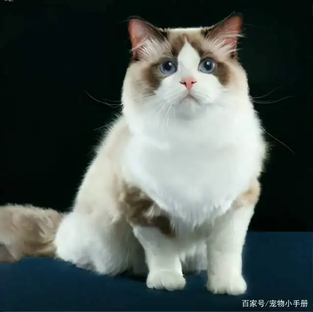 布偶属于什么品种的猫(布偶属于什么品种的猫图片)