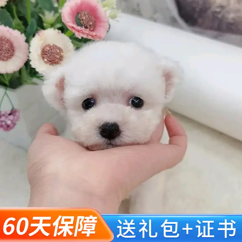 小型犬体长大约多少(小型犬体长大约多少厘米)