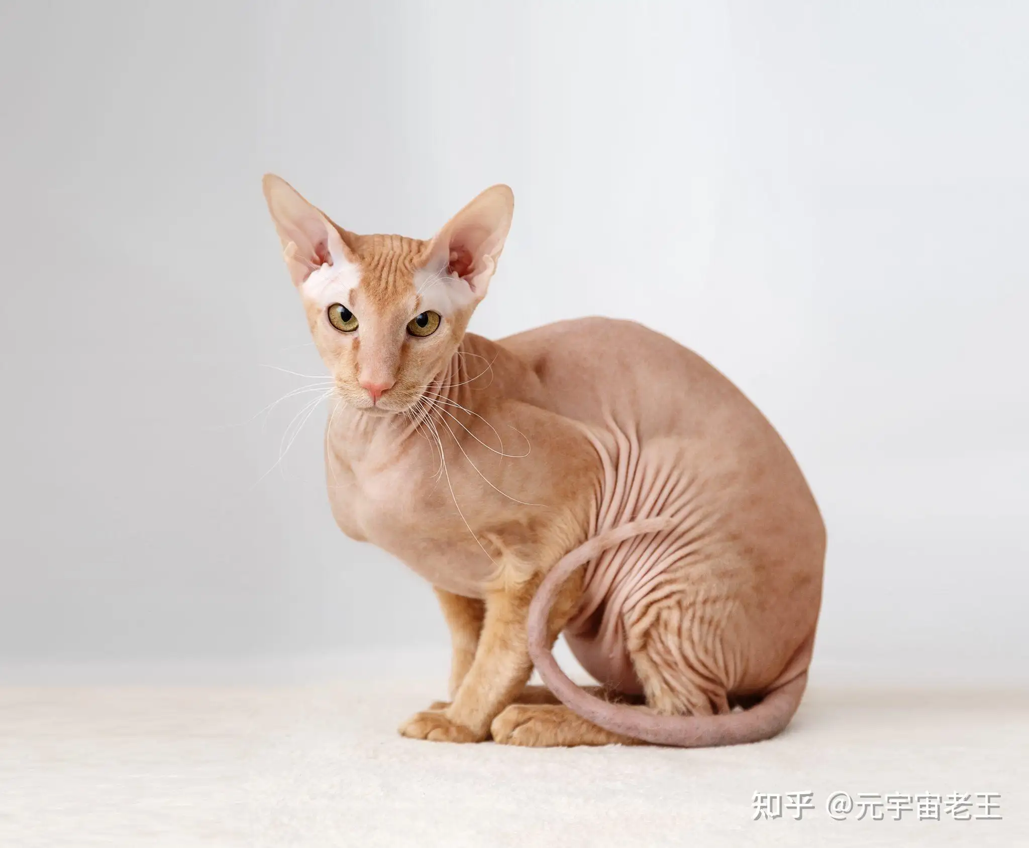 猫咪的品种有多少种(猫的品种一共有多少种)