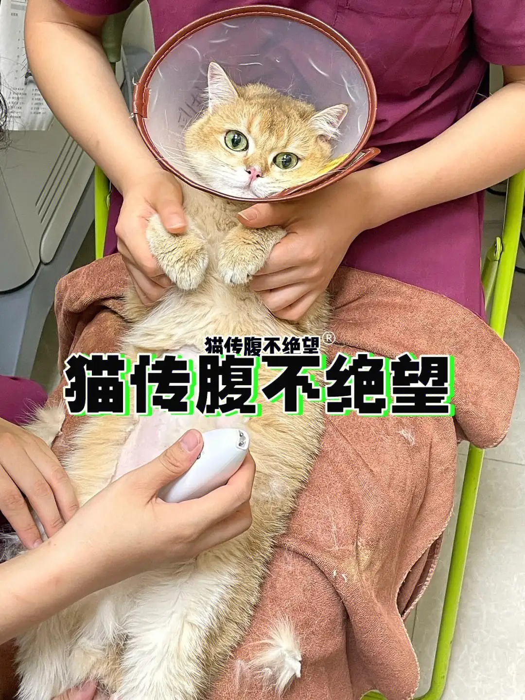 猫传腹治疗方法(猫传腹治疗方法ppt)